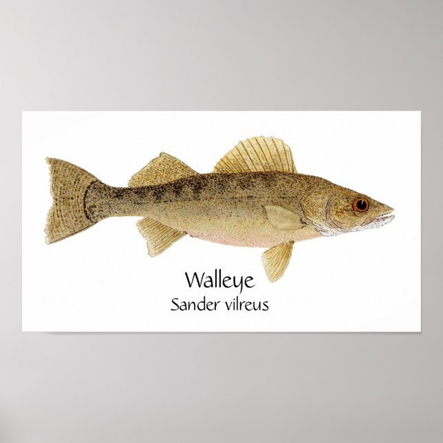 Walleye Art Poster (Front)