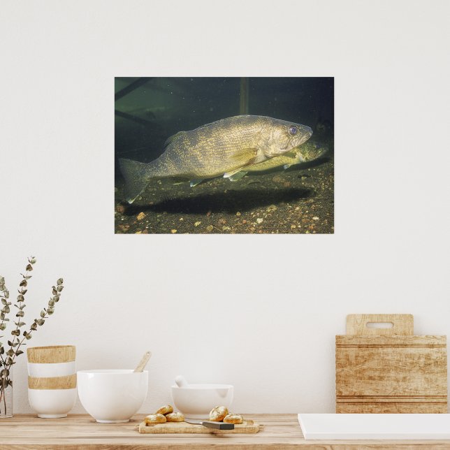 Walleye in Tank Photo Poster (Kitchen)