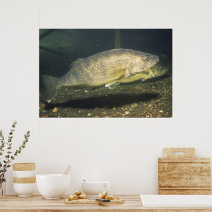 Walleye in Tank Photo Poster