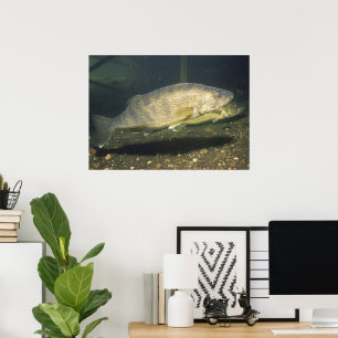 Walleye in Tank Print