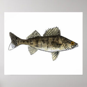 Walleye Poster
