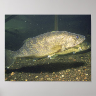 Walleye Swimming Fish in Tank Small Poster