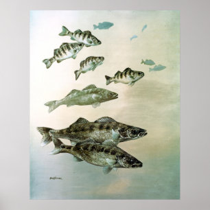 walleye yellow perch and pike canvas print