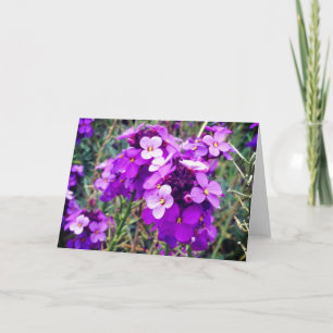 Wallflower Bowles Mauve #1-2 Card