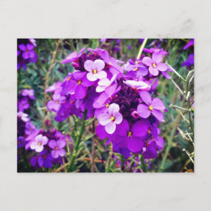 Wallflower Bowles Mauve #1 Carte postale