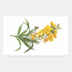 wallflower(Cheiranthus flavus) by Redouté Sticker