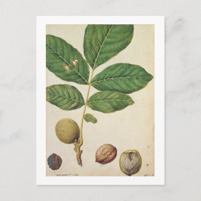 Walnut, c.1568 (w/c on paper) postcard (Front)