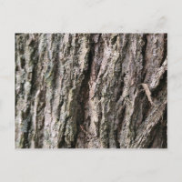 Walnut tree bark
