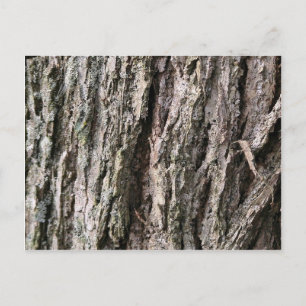 Walnut tree bark postcard