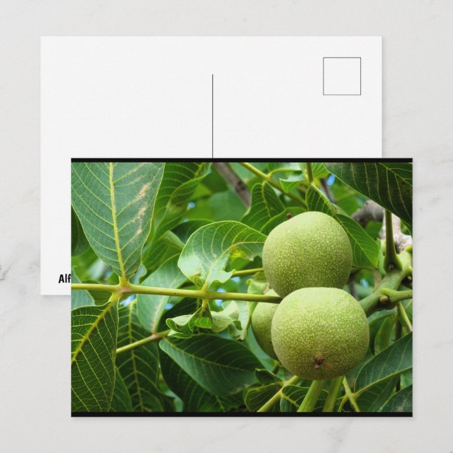 Walnuts in Green Foliage Postcard (Front/Back)