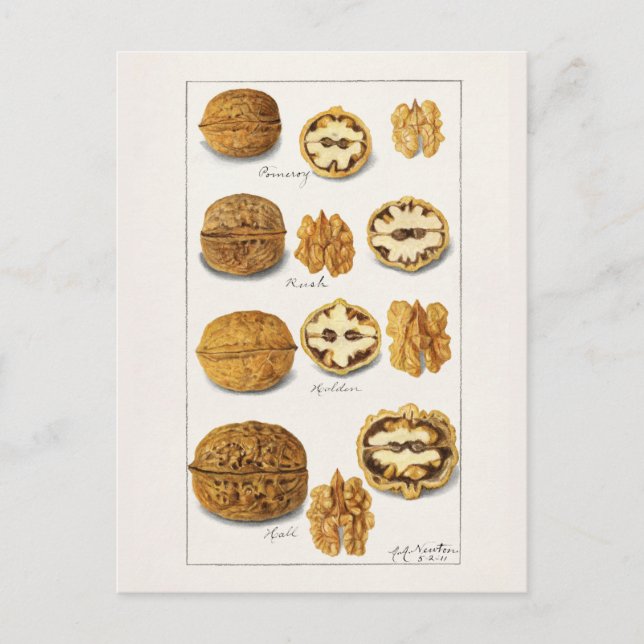 Walnuts (Juglans) Fruit Watercolor Painting Postca Postcard (Front)