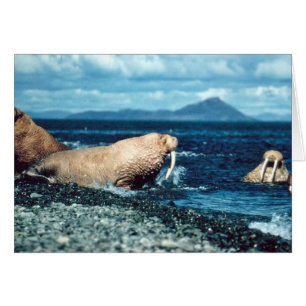 Walrus