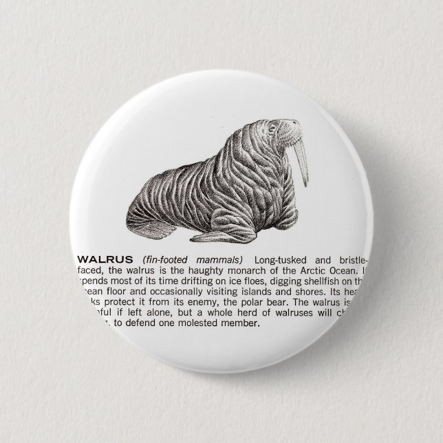 walrus 2 inch round button (Front)