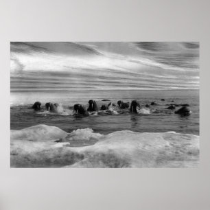 Walrus among the Ice Floes in Bering Sea Poster