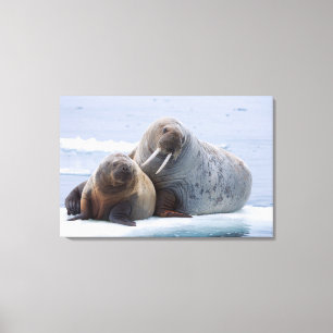 Walrus cow and calf rest on a sea ice floe canvas print