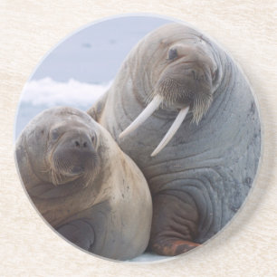 Walrus cow and calf rest on a sea ice floe coaster