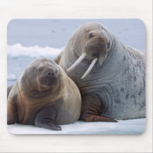Walrus cow and calf rest on a sea ice floe mouse pad