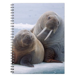 Walrus cow and calf rest on a sea ice floe notebook