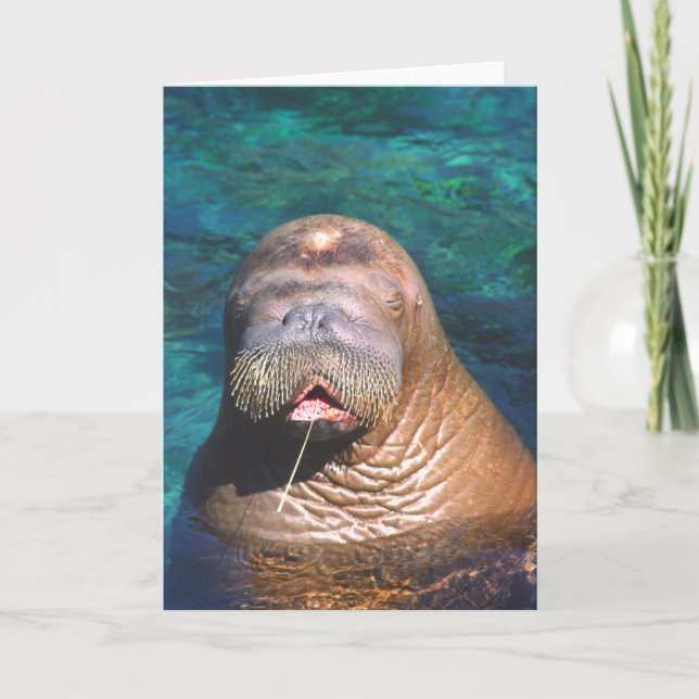 Walrus Eyes Carte à notes fermées (Devant)