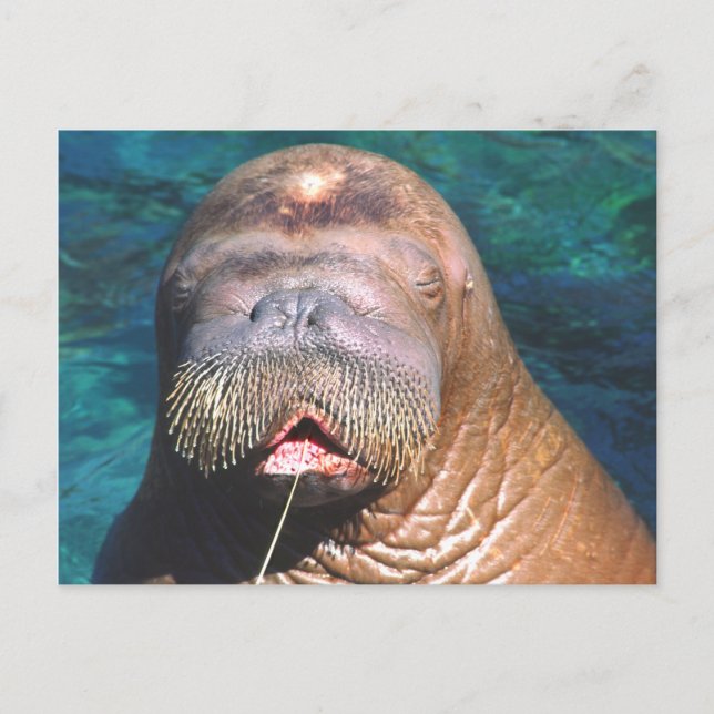 Walrus Eyes Carte postale fermée (Devant)