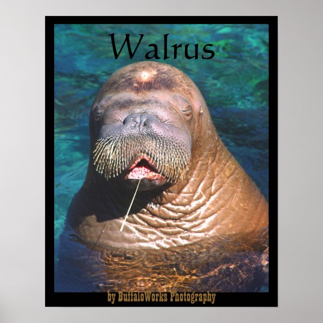 Walrus Eyes Closed Poster (Front)