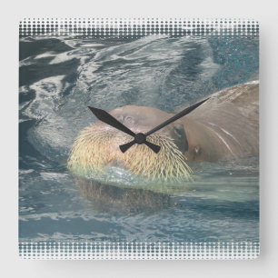 Walrus Face Square Wall Clock