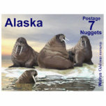 Walrus - Four Brothers - Alaska Postage Photo Sculpture Magnet<br><div class="desc">Four walrus, Wilson, Winston, Winthrop; and Wilbur in the water, depicted on a postage stamp of an independent Alaska. The walrus (Odobenus rosmarus) is circumpolar in its range but they are found in geographically separate areas. The only living species in the Odobenidae family and Odobenus genus, the walrus is divided...</div>