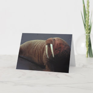 Walrus Greeting Card