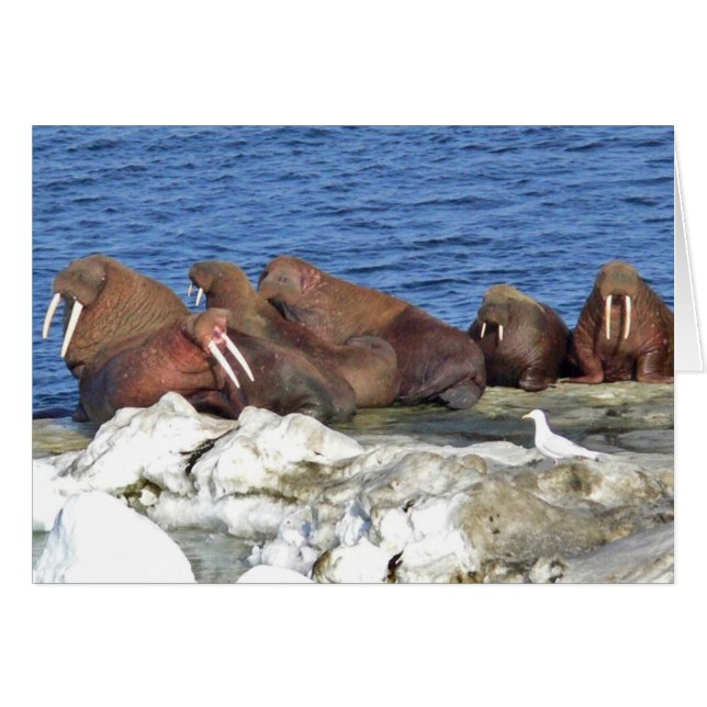 Walrus on Bering Sea Ice (Front Horizontal)