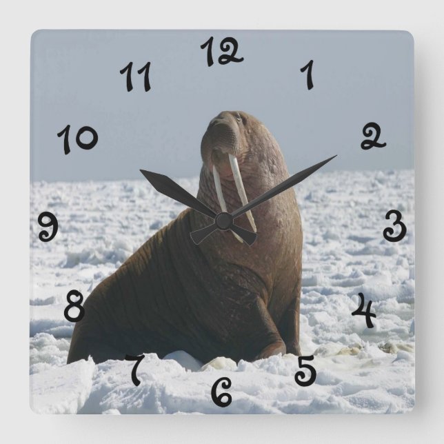 Walrus On Ice Square Wall Clock (Front)