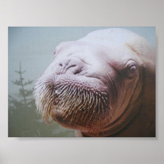 Walrus Photo Poster