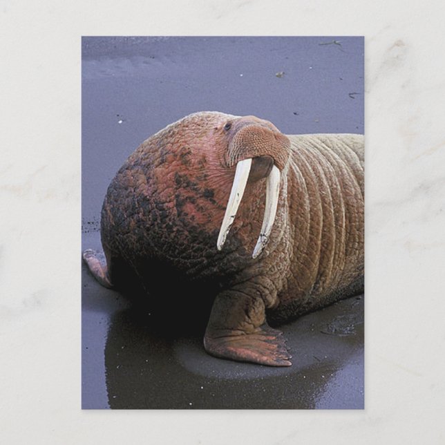 Walrus Postcard (Front)