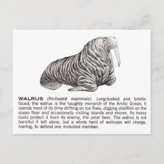 walrus postcard
