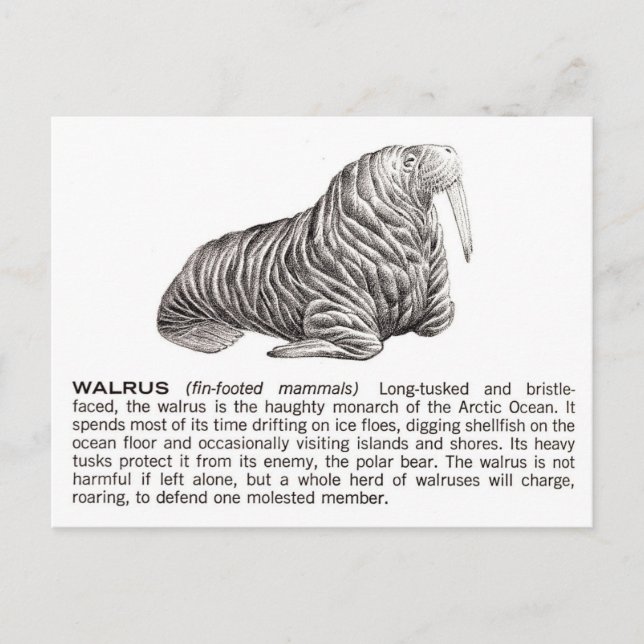 walrus postcard (Front)