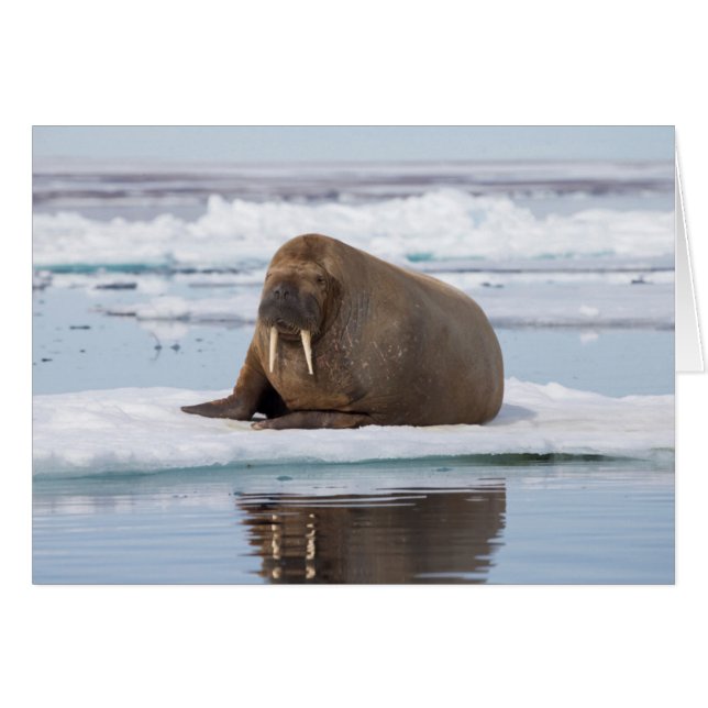 Walrus resting on ice, Norway (Front Horizontal)