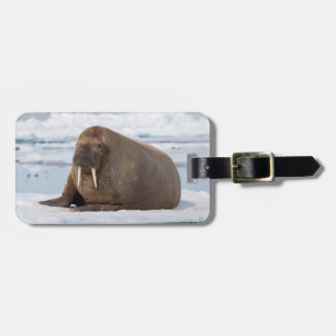 Walrus resting on ice, Norway Luggage Tag