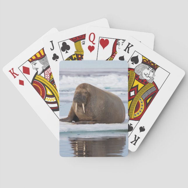 Walrus resting on ice, Norway Playing Cards (Back)