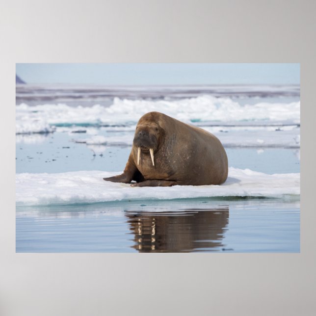 Walrus resting on ice, Norway Poster (Front)