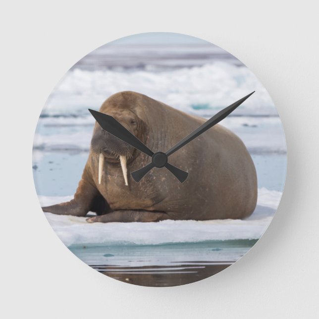 Walrus resting on ice, Norway Round Clock (Front)