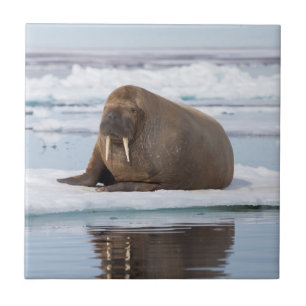 Walrus resting on ice, Norway Tile