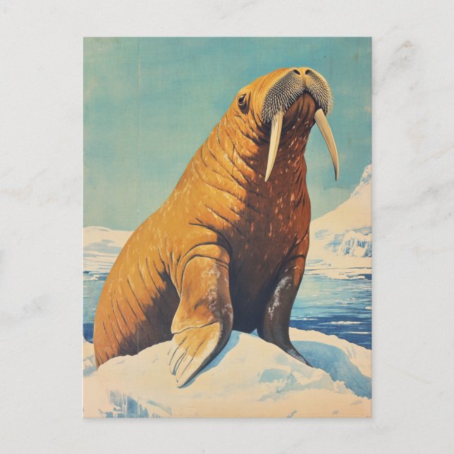 Walrus vintage postcard (Front)