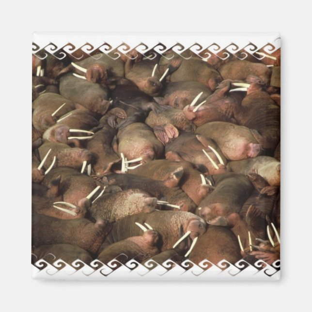 Walruses Square Magnet (Front)