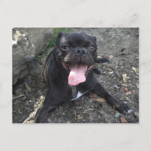 Walter the Pug Postcard