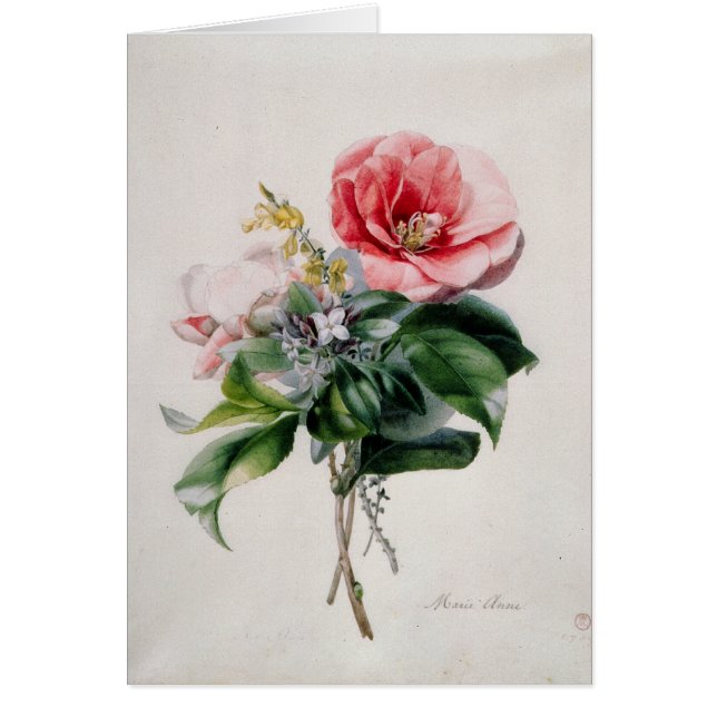 wamellia et balai (Devant)