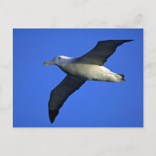 Wandering Albatross In Flight Postcard