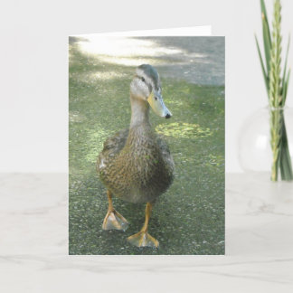 Wandering Duck Card