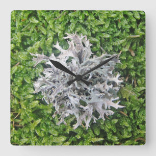 Wanduhr helle Flechte auf grünem Moos Square Wall Clock
