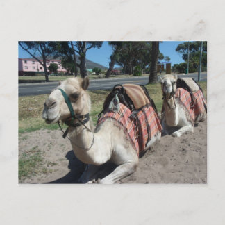 Want to Go For a Ride? Postcard