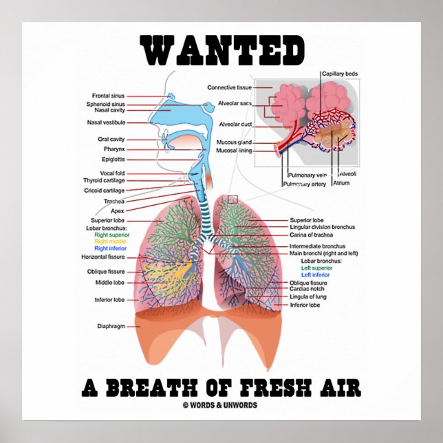 Wanted A Breath Of Fresh Air (Respiratory System) Poster (Front)