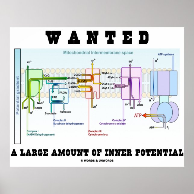 Wanted A Large Amount Of Inner Potential Poster (Front)